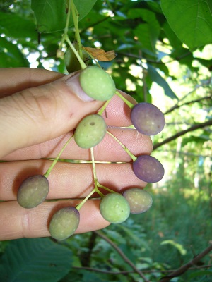 chionanthus virginicus